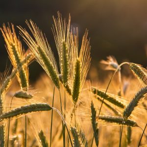 Landwirtschaft Nahrung